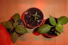 Rocotos, 27.01.2025, 09.47 Uhr.jpg