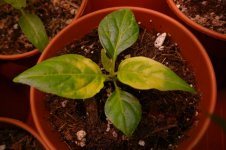 7 Pot Bubblegum yellow, 29.01.2025.jpg