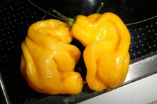 Habaneros, 08.02.2025, 10.31 Uhr.jpg