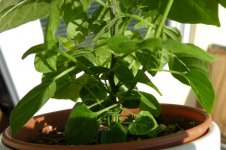 Tepin, b, 18.02.2025, 12.14 Uhr.jpg