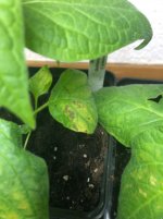 IMG_4164.jpeg