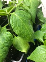IMG_4162.jpeg