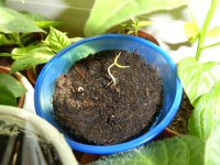 Habanero Yellow, 21.02.2025, 16.05 Uhr.jpg