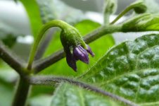 Rocoto Olive Mini, 22.02.2025, 14.24 Uhr.jpg