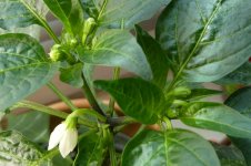 Takanotsume, 25.02.2025, 11.53 Uhr.jpg