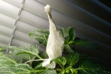 Takantosume, Verhütung, 25.02.2025, 17.14 Uhr.jpg