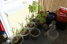 Chilipflanzen auf dem Balkon, 02.03.2025, 14.19 Uhr.jpg