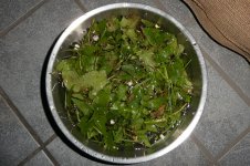 Naturdünger, 06.03.2025, 18.58 Uhr.jpg