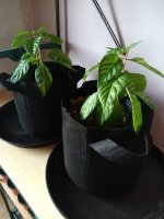 t scorpion moruga.jpg