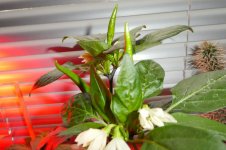 Takanotsume, 12.03.2025, 09.04 Uhr.jpg