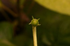 Tepin, Königsblütenbeere, 14.03.2025, 12.21 Uhr.jpg