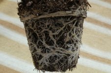 Chupetinho, a, 15.03.2025, 13.05 Uhr.jpg