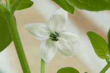 Tepin, Blüte, 15.03.2025, 14.18 Uhr.jpg