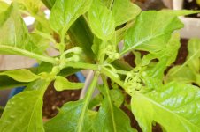 Scarlett Lantern Peru, 19.03.2025, 12.13 Uhr.jpg