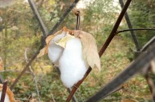 Baumwolle, 22.03.2025, 10.12 Uhr.jpg