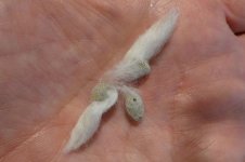 Baumwollsamen, 22.03.2025, 10.16 Uhr.jpg