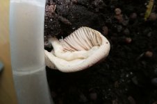 Pilz bei Chiifplanze, b, 23.03.2025, 07.11 Uhr.jpg