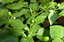 Chiltepin Sonora Red, 05.04.2025, 09.25 Uhr.jpg