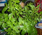 Überwinterer, 07.04.2025, 09.31 Uhr.jpg