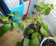 Rocoto, 07.04.2025, 10.13 Uhr.jpg