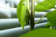 Thunder Mountain Longhorn, a, 08.04.2025, 10.05 Uhr.jpg