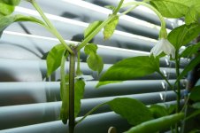 Thunder Mountain Longhorn, b, 08.04.2025, 10.06 Uhr.jpg