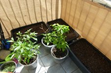 Chili-Kübel, 11.04.2025, 11.49 Uhr.jpg