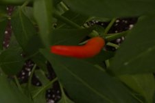 Lingua di Fuoco, 15.04.2025, 17.47 Uhr.jpg