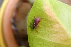 Mecinus pyraster, Curculionidae, Grauer Wegerich-Schlankrüssler, 21.04.2025, 15.35 Uhr.jpg