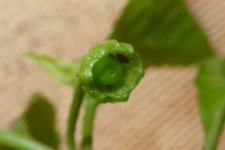 7 Pot Bubblegum Yellow, 25.04.2025, 14.29 Uhr.jpg