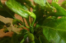 Chupetinho, 25.04.2025, 14.32 Uhr.jpg