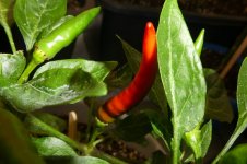 Takanotsume, 25.04.2025, 14.33 Uhr.jpg