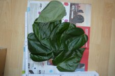 Betelpfeffer, Pan, 09.05.2025, 10.01 Uhr.jpg