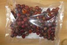 Indische Chili, 10.05.2025, 10.39 Uhr.jpg