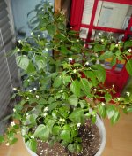 Chiltepin Sonora Red, 14.05.2025, 19.55 Uhr.jpg