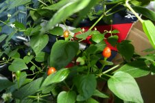 Chiltepin Sonora Red, 16.05.2025, 11.20 Uhr.jpg