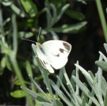 Karstweißling Pieris mannii, Pieridae, b, 16.06.2019.jpg