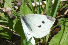 Kleiner Kohlweißling, 31.08.2010.jpg