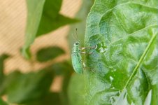 Pachyrhinus lethierryi, b, 24.05.2025.jpg