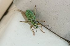 Pachyrhinus lethierryi, 24.05.2025.jpg