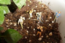 Heinzelmännchen, 25.05.2025, 19.27 Uhr.jpg