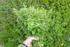 Dost, a, 27.05.2025, 08.19 Uhr.jpg