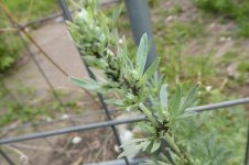 Wermut, 27.05.2025, 08.41 Uhr.jpg