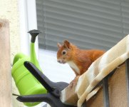 Eichhörnchen, k, 24.05.2024, 09.46 Uhr.jpg