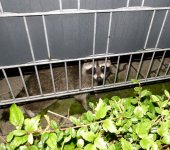 Waschbär.jpg