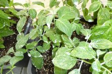 Vollmilch gegen Blattäuse, d, 30.05.2025, 19.42 Uhr.jpg