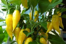 Lemon Drop, 31.05.2025, 12.09 Uhr.jpg