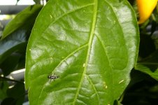 Marienkäferlarve auf Lemon Drop, 31.05.2025, 10.11 Uhr.jpg