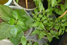 Trinidad Scorpion, 12.06.2025, 16.36 Uhr.jpg