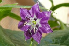 Rocoto-Blüte, a, 12.06.2025, 10.37 Uhr.jpg